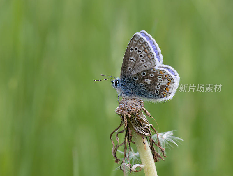 普通蓝(Polyommatus icarus)在植被上休息时的特写图像。